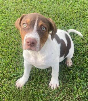 Huck -  Hound Dog for Adoption in Glocester, Rhode Island - Huck | PetCurious