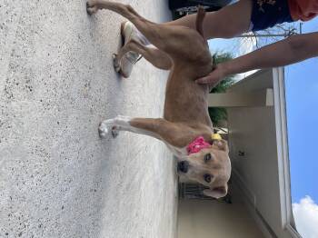 Rescue Pointer Dogs for Adoption in Mcallen, Texas - Cielo | PetCurious