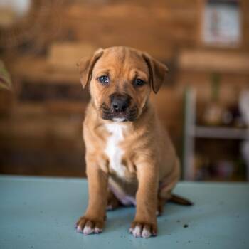 Cornell -  Mixed Breed Dog for Adoption in Sunrise, Florida - Cornell | PetCurious