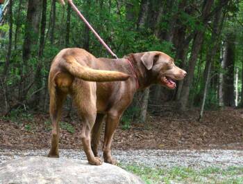 Mariah -  Labrador Retriever Dog for Adoption in Willingboro, New Jersey - Mariah | PetCurious
