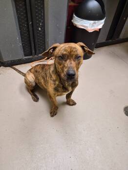 Rescue American Bulldog and Basset Hound Dogs for Adoption in Crossville, Tennessee - Cranberry Claire | PetCurious