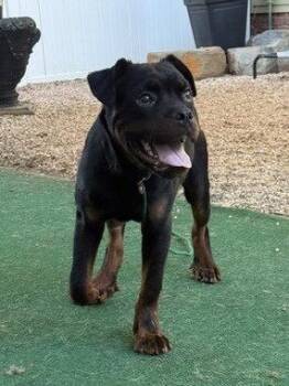 Griffin -  Rottweiler Dog for Adoption in Mooresville, North Carolina - Griffin | PetCurious