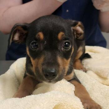 YaHoo -  Mixed Breed Dog for Adoption in Charleston, West Virginia - YaHoo | PetCurious