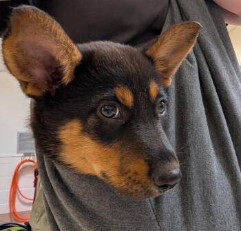 Kelvin -  Australian Cattle Dog Blue Heeler Dog for Adoption in Santa Rosa, California - Kelvin | PetCurious