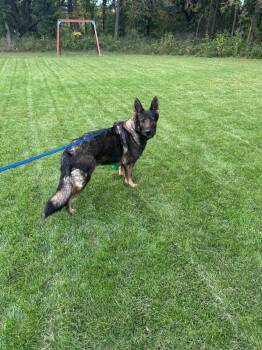 Shilo (courtesy post) -  German Shepherd Dog Dog for Adoption in Suamico, Wisconsin - Shilo (courtesy Post) | PetCurious