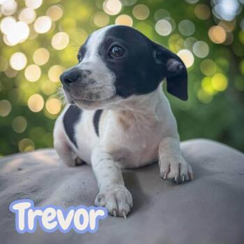 Trevor - sweet, social chiweenie -  Chihuahua and Dachshund Dog for Adoption in Chuckey, Tennessee - Trevor - Sweet, Social Chiweenie | PetCurious