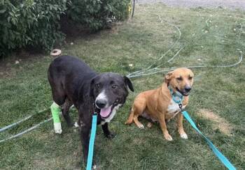 Billy and Butter -  Mixed Breed Dog for Adoption in Madras, Oregon - Billy And Butter | PetCurious