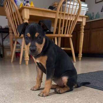 Jabba -  Mixed Breed Dog for Adoption in East Peoria, Illinois - Jabba | PetCurious