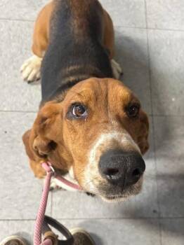 Flash -  Basset Hound Dog for Adoption in Hobart, Indiana - Flash | PetCurious