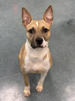 Miss Mirage -  Pit Bull Terrier Dog for Adoption in Richmond, Virginia - Miss Mirage | PetCurious