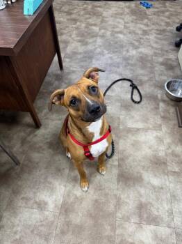 FlufferNutter -  Mixed Breed Dog for Adoption in Springfield, Ohio - FlufferNutter | PetCurious