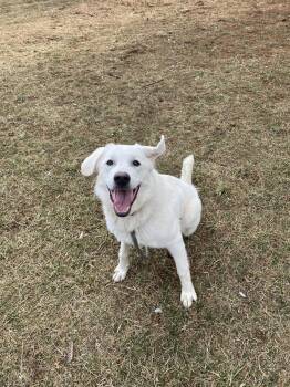 Great Pyrenees Dogs Available for Adoption in Front Royal, Virginia - Maxie | PetCurious
