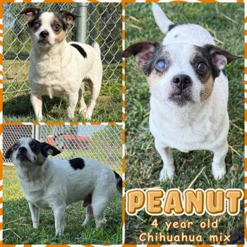 Rescue Chihuahua Dogs for Adoption in Greenwood, Indiana - Peanut | PetCurious