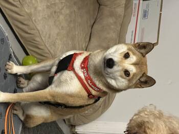 Rescue Shiba Inu Dogs for Adoption in Hop Bottom, Pennsylvania - Sandy | PetCurious