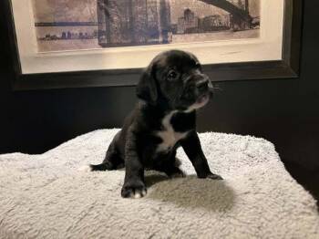 Boxer and Poodle Dogs Available for Adoption - Atreyu | PetCurious