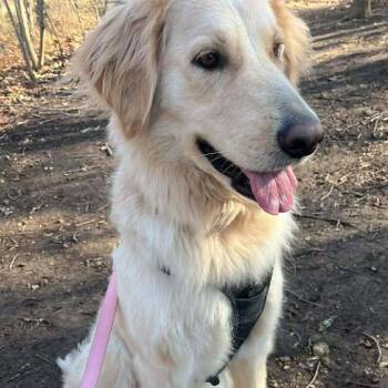 Golden Retriever Dogs Available for Adoption - Nala | PetCurious
