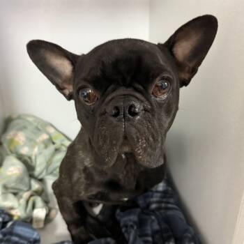 French Bulldog Dogs Available for Adoption - Ferguson | PetCurious