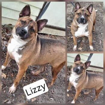 Rescue Akita and Mixed Breed Dogs for Adoption in Largo, Florida - Lizzy | PetCurious