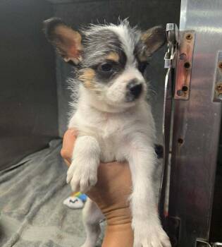 Chihuahua and Terrier Dogs Available for Adoption in Uxbridge, Massachusetts - Splish | PetCurious