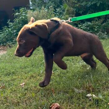 Koda -  Chocolate Labrador Retriever Dog for Adoption in Rochester, Minnesota - Koda | PetCurious