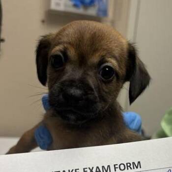 Bass -  Chihuahua and Terrier Dog for Adoption in Tempe, Arizona - Bass | PetCurious
