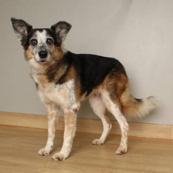 Shakira D70383 -  Collie and Australian Shepherd Dog for Adoption in Minnetonka, Minnesota - Shakira D70383 | PetCurious