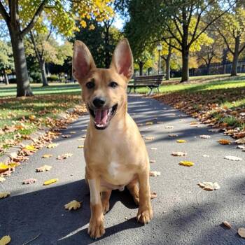 Sultan -  Chihuahua and Terrier Dog for Adoption in San Diego, California - Sultan | PetCurious