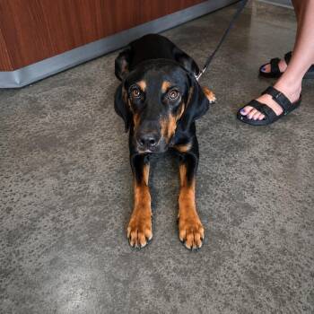 Pringle -  Doberman Pinscher Dog for Adoption in Gautier, Mississippi - Pringle | PetCurious