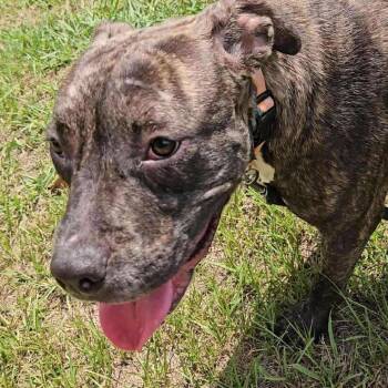 Rescue Mixed Breed Dogs for Adoption in Perryville, Arkansas - Atticus | PetCurious