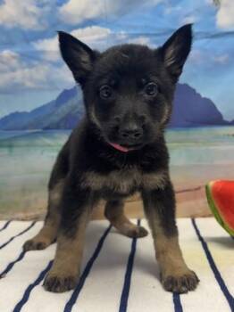 Scorch -  Shepherd and Mixed Breed Dog for Adoption in San Antonio, Texas - Scorch | PetCurious
