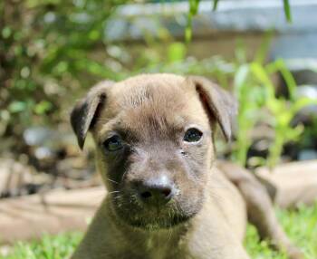 Pebbles -  Pit Bull Terrier and Belgian Shepherd Malinois Dog for Adoption in Rialto, California - Pebbles | PetCurious