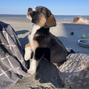 Poppy -  Labrador Retriever and Mixed Breed Dog for Adoption in North Charleston, South Carolina - Poppy | PetCurious