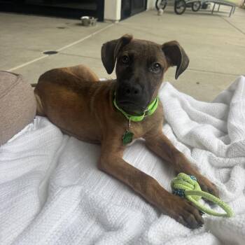 Banks -  Shepherd Dog for Adoption in San Diego, California - Banks | PetCurious