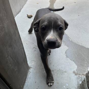 FRANK* -  Staffordshire Bull Terrier and Mixed Breed Dog for Adoption in Santa Cruz, California - FRANK* | PetCurious