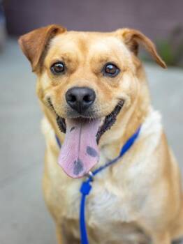 Tim Tee -  Mixed Breed Dog for Adoption in Chamblee, Georgia - Tim Tee | PetCurious