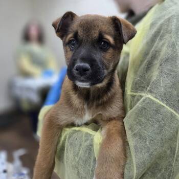 Australian Shepherd and Border Collie Dogs Available for Adoption - Chibi | PetCurious