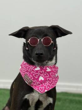 Lady-One of our Amazing Rescue Dogs -  Labrador Retriever and Mountain Cur Dog for Adoption in Carlsbad, California - Lady-One Of Our Amazing Rescue Dogs | PetCurious