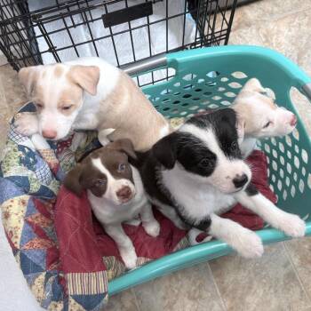 Betty -  Retriever and Terrier Dog for Adoption in Boerne, Texas - Betty | PetCurious
