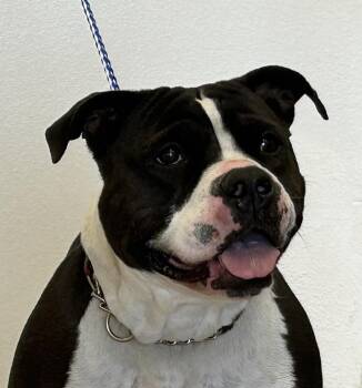 American Staffordshire Terrier Dogs Available for Adoption - Roxy | PetCurious