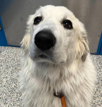 Great Pyrenees Dogs Available for Adoption in Golden, Colorado - Mia | PetCurious