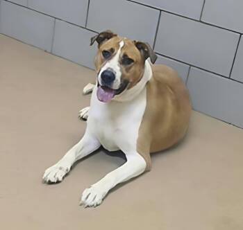 Almond Joy -  Mixed Breed Dog for Adoption in Nashville, Tennessee - Almond Joy | PetCurious