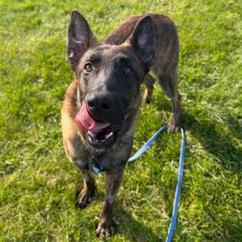 Doss -  Belgian Shepherd Malinois Dog for Adoption in Waynesboro, Pennsylvania - Doss | PetCurious