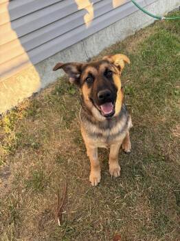 Rescue Shepherd Dogs for Adoption in Calgary, Alberta - Aries | PetCurious