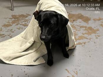 Chihuahua and Dachshund Dogs Available for Adoption - BIG BLACK | PetCurious