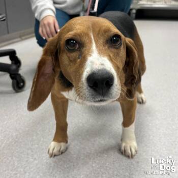 Beagle Dogs Available for Adoption - Loretta Lynn | PetCurious