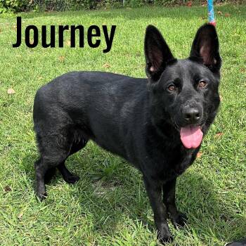 Journey -  German Shepherd Dog Dog for Adoption in Pleasantville, New Jersey - Journey | PetCurious
