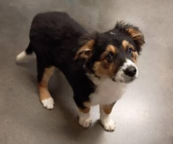 Mixed Breed and Australian Shepherd Dogs Available for Adoption - Raisin | PetCurious