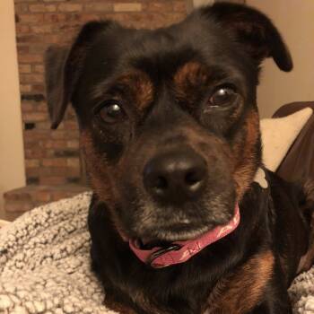 Rescue Mixed Breed Dogs for Adoption in West Olive, Michigan - Sam | PetCurious