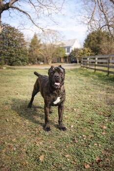 Cane Corso Dogs Available for Adoption - Marie | PetCurious