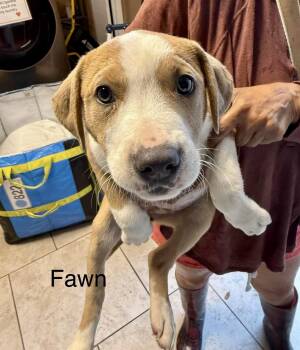 Labrador Retriever Dogs Available for Adoption in Austin, Texas - Fawn | PetCurious